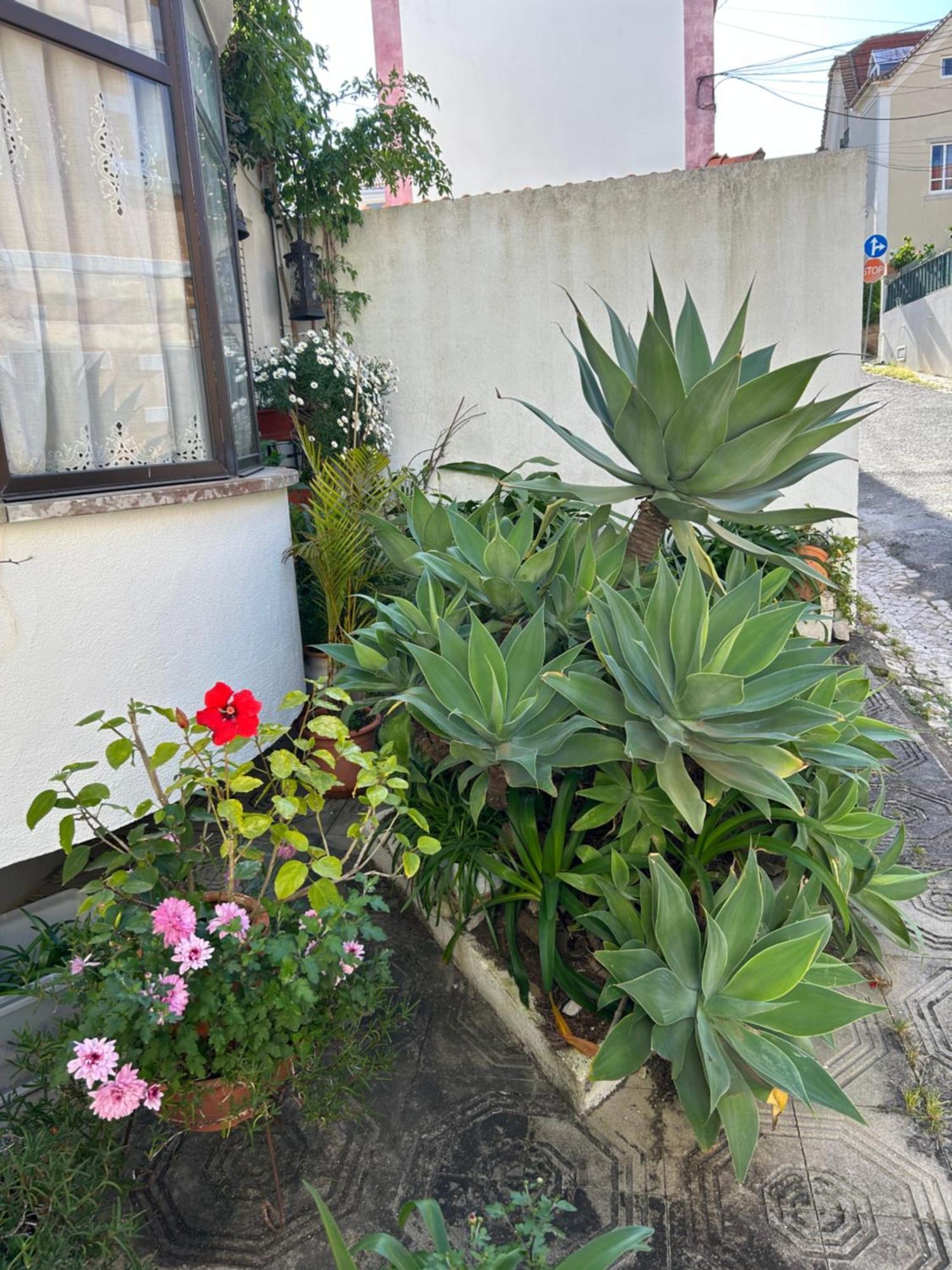 Bela Vista Apartamento Estoril Cascais Εξωτερικό φωτογραφία